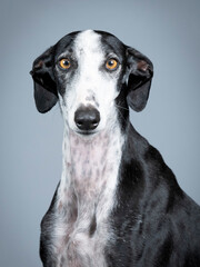 Black and white spanish greyhound portrait standing in photography studio