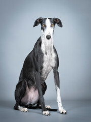 Black and white greyhound sitting in a photo studio