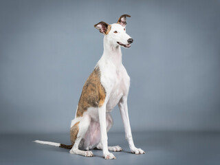 White and brown Spanish greyhound sitting
