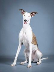 White and brown Spanish greyhound sitting