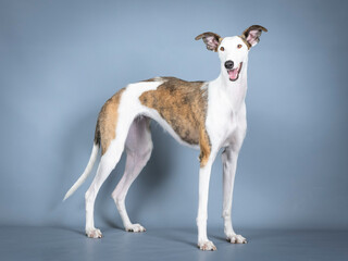 White and brown Spanish greyhound standing in a photography studio