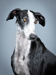 Black and white spanish greyhound portrait standing in photography studio