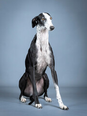 Black and white greyhound sitting in a photo studio