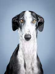 Black and white spanish greyhound portrait standing in photography studio