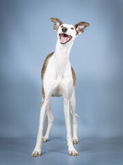 White and brown Spanish greyhound standing in a photography studio