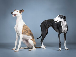 Two Spanish greyhounds, white, black and brown in a photography studio