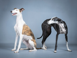 Two Spanish greyhounds, white, black and brown in a photography studio