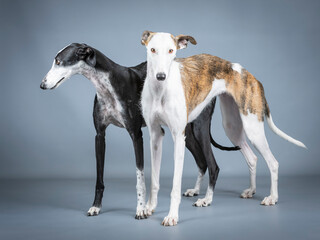 Two Spanish greyhounds, white, black and brown in a photography studio