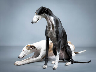 Two Spanish greyhounds, white, black and brown in a photography studio