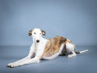 White and brown Spanish greyhound lying in a photography studio
