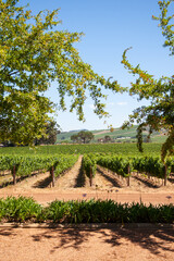 Fototapeta na wymiar Vineyards in the winelands of the Western Cape.