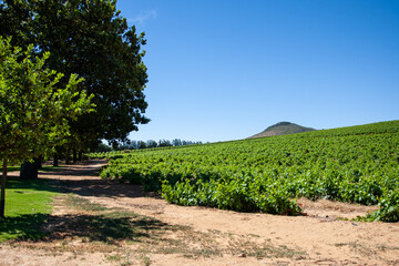 Fototapeta na wymiar Vineyards in the Winelands of the Western Cape.