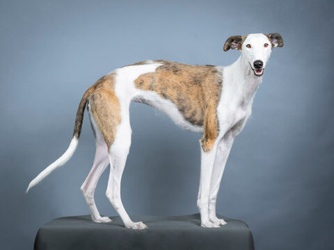 White and brown Spanish greyhound standing in a photography studio