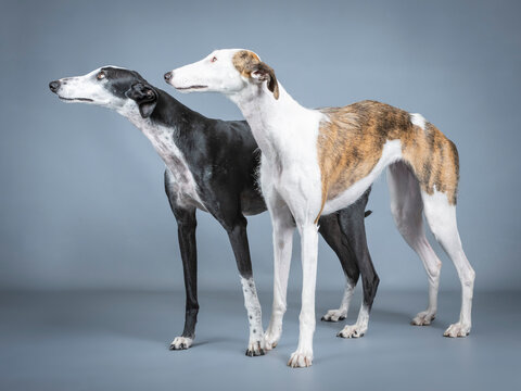 Two Spanish greyhounds, white, black and brown in a photography studio