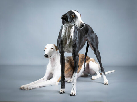Two Spanish greyhounds, white, black and brown in a photography studio
