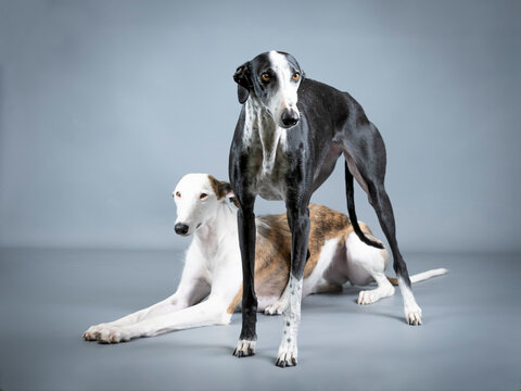 Two Spanish greyhounds, white, black and brown in a photography studio