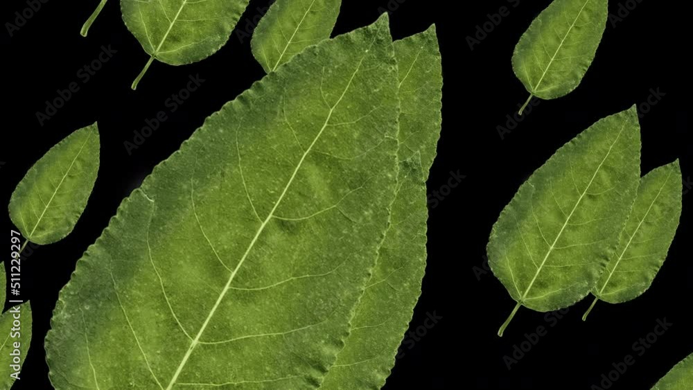 Poster futuristic green birch leaves of large size move randomly in a vortex. the theme of the biological c