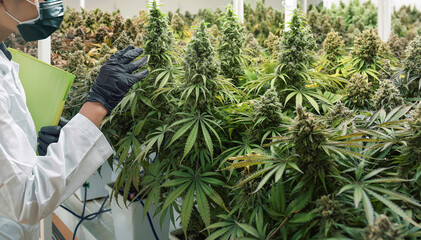 sciencetist keep marijuana cannabis flower in harvesting