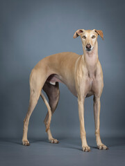 Obraz na płótnie Canvas Beige spanish greyhound standing in photo studio