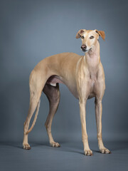Beige spanish greyhound standing in photo studio