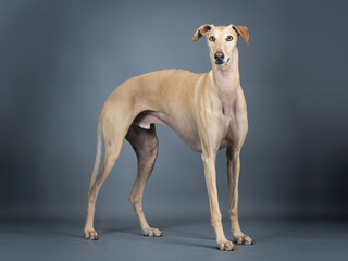 Obraz na płótnie Canvas Beige spanish greyhound standing in photo studio