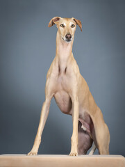 Beige spanish greyhound standing in photo studio