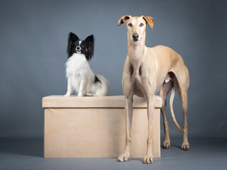 Black and White Papillon and Beige Spanish Greyhound