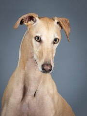 Portrait of a beige spanish greyhound in a photography studio