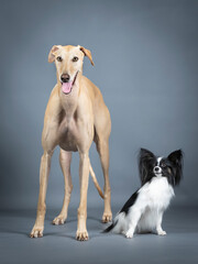 Obraz premium Black and White Papillon and Beige Spanish Greyhound