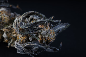 Cannabis fresh buds and flowers from a marijuana plant with a black background 