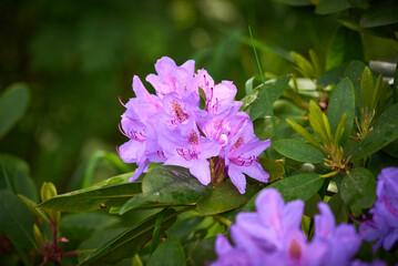 catawbiense grandiflorum, rhododéndron catawbiense, purple rhododéndron in blowing state on dark background