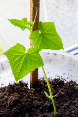 cucumber seedlings on the windowsill