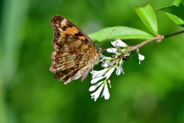 枯れ葉のような模様が特徴的な初夏から秋に見られる身近なチョウ、キタテハ