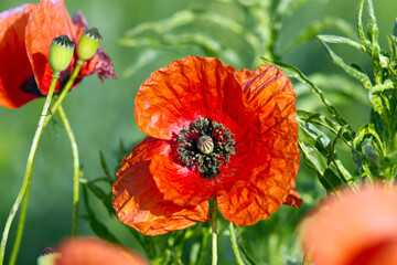 Close up on red poppy flowers on the field.