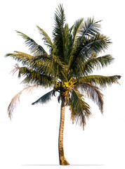 Plakat Coconut palm tree isolated on white background