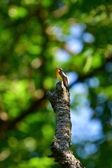 初夏の軽井沢等の高原の森で美しい声でさえずる黄色、オレンジ、黒の鮮やかなかわいい小鳥キビタキ