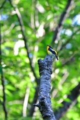 初夏の軽井沢等の高原の森で美しい声でさえずる黄色、オレンジ、黒の鮮やかなかわいい小鳥キビタキ