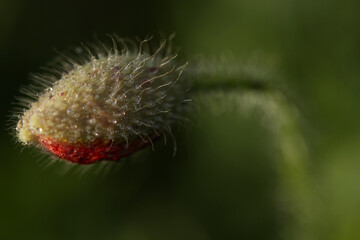 Unopened poppy flower in spring. Fresh morning. 