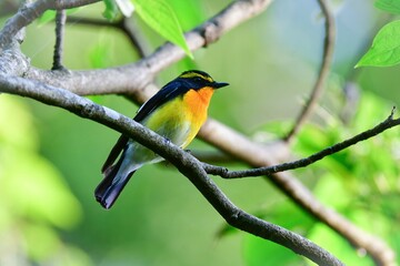 初夏の軽井沢等の高原の森で美しい声でさえずる黄色、オレンジ、黒の鮮やかなかわいい小鳥キビタキ