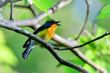 初夏の軽井沢等の高原の森で美しい声でさえずる黄色、オレンジ、黒の鮮やかなかわいい小鳥キビタキ