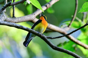 初夏の軽井沢等の高原の森で美しい声でさえずる黄色、オレンジ、黒の鮮やかなかわいい小鳥キビタキ