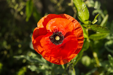 Close up on red poppy flowers on the field.