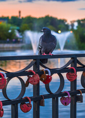 Bird