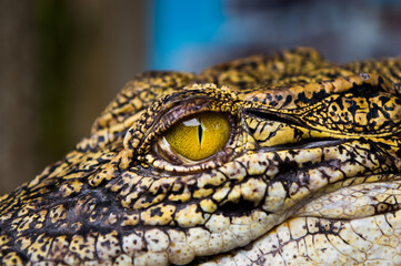Closeup view of a young saltwater crocodile (Crocodylus porosus)