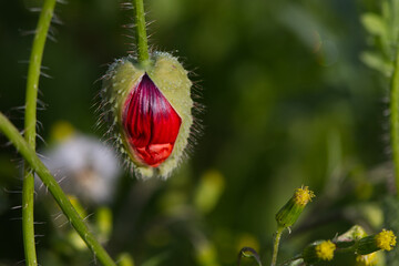 Unopened poppy flower in spring. Fresh morning. 