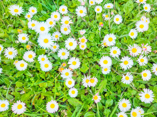 Common daisy