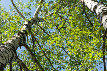 Fototapeta premium Green birches close-up. Summer sunny natural background. Slender white birches in the bright rays of the sun. The concept of the beauty of nature, greatness, tenderness. Tree texture bottom-up view