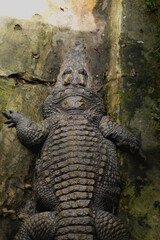 A saltwater crocodile (Crocodylus porosus) waiting under the shade to avoid harsh sunlight