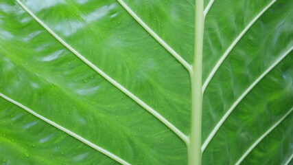 Closeup Leaf detail. The structure and detail of the white veins of the giant green elephant ear or Giant Taro. Selective focus.