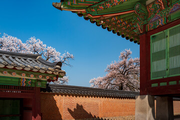 Roof of Jagyeongjeon in Gyeongbokgung Palace with Cherry blossoms, Seoul, South Korea.